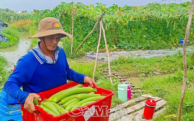 “Địa chỉ xanh” chuyên canh hoa màu