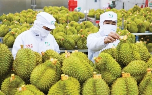 Ban hành quy trình kiểm soát sầu riêng tươi xuất khẩu