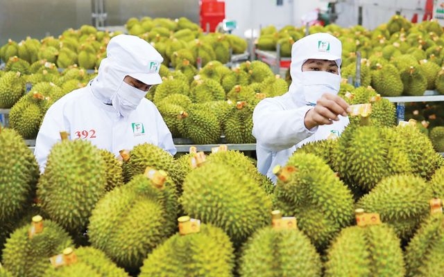 Ban hành quy trình kiểm soát sầu riêng tươi xuất khẩu