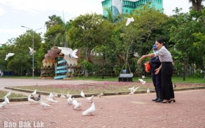 Những cánh chim trong lòng phố biển