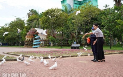 Những cánh chim trong lòng phố biển