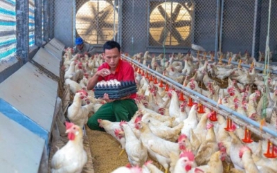 Ứng dụng công nghệ số trong chăn nuôi