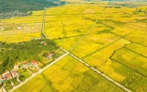 Sau nạn đói lịch sử, Việt Nam trở thành cường quốc xuất khẩu gạo thế nào?