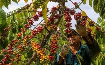 Xuất khẩu nông lâm thủy sản nhiều tín hiệu tốt, mang về hơn 45,3 tỷ USD