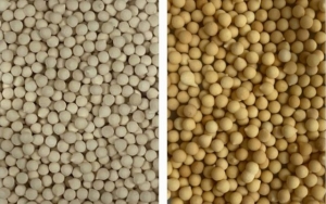 Sinh viên chế tạo hạt tinh dầu chống mọt thân thiện với môi trường