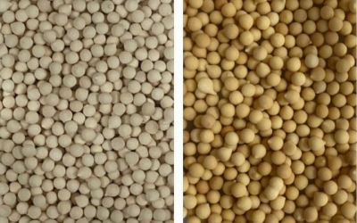 Sinh viên chế tạo hạt tinh dầu chống mọt thân thiện với môi trường