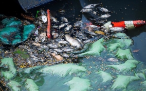 Hà Nội: Cá chết xuất hiện trên sông Tô Lịch, màu nước không còn trong xanh