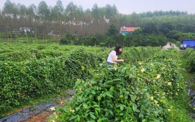 Mở rộng kênh tiêu thụ nông sản qua thương mại điện tử