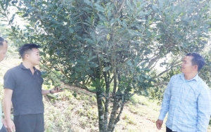 Chuyện về những ‘cánh tay nối dài’ giúp nông dân Sơn La kiếm bộn tiền, nông thôn ngày càng giàu đẹp