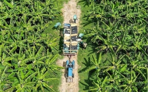 Tìm lối ra cho HTX từ vòng luẩn quẩn tích tụ ruộng đất