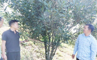 Chuyện về những ‘cánh tay nối dài’ giúp nông dân Sơn La kiếm bộn tiền, nông thôn ngày càng giàu đẹp