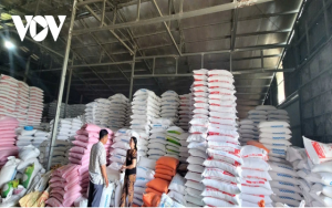 Thị trường tiêu thụ chậm, doanh nghiệp kinh doanh lúa gạo tại Đồng Tháp gặp khó