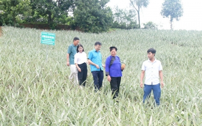 Bắc Ninh có 668 sản phẩm OCOP đạt 3 sao