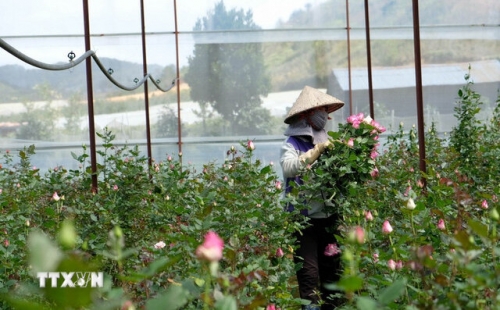Lâm Đồng: Mô hình trồng hoa hồng công nghệ cao giúp đồng bào K’Ho thoát nghèo
