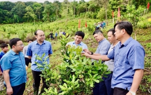 Cơ cấu lại ngành nông nghiệp, gắn với giảm nghèo bền vững tại Điện Biên