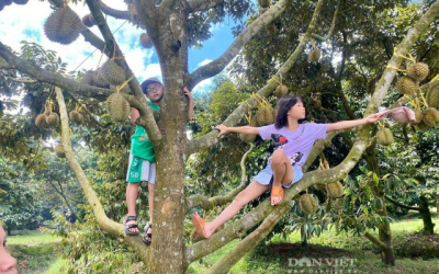 Vườn sầu riêng ở Cần Thơ, cột từng quả vào đợi khách đến hái, chụp ảnh check in, nữ chủ vườn thảnh thơi thu tiền