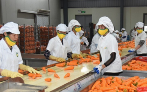 Xuất khẩu rau quả Việt Nam dự kiến vượt 8,5 tỷ USD