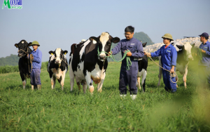 TIN NÓNG: HỘI THI HOA HẬU BÒ SỮA MỘC CHÂU NĂM 2026