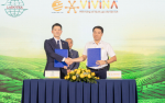 VIVINA hợp tác Chè Lâm Đồng: mở rộng cánh cửa xuất khẩu chè Việt ra thị trường quốc tế