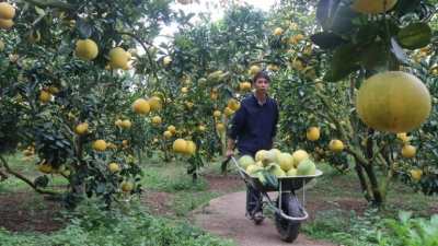 “Du lịch mùa quả chín” - điểm hẹn mới của Bắc Ninh