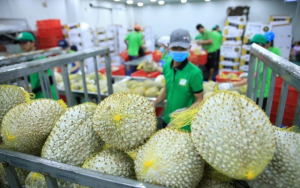 Xuất khẩu nông lâm thủy sản năm 2025 đạt 70,09 tỉ USD, cao nhất từ trước đến nay