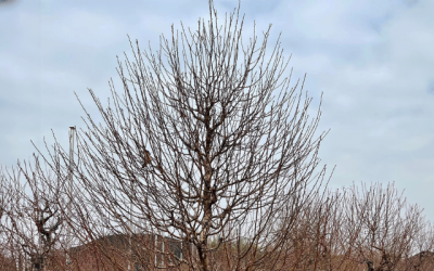 Đào thông ‘cháy hàng’ dịp Tết Nguyên đán 2026