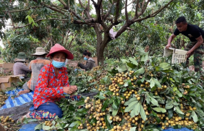 Campuchia quyết tâm làm giàu với loại quả Việt Nam đang trồng rất nhiều: Xuất khẩu trực tiếp sang Trung Quốc, tự tin sẽ mang lại lợi nhuận lớn