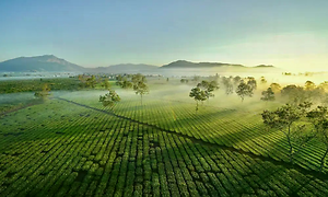 Địa Điểm Du Lịch Nổi Tiếng Gia Lai
