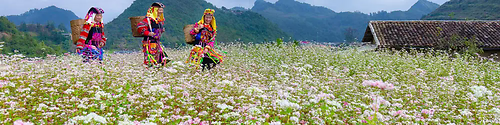 Kinh nghiệm du lịch Hà Giang 