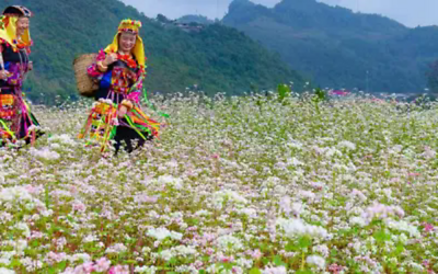 Kinh nghiệm du lịch Hà Giang 