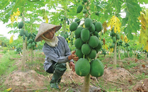 6 tỷ đồng được phân bổ cho vay hỗ trợ tạo việc làm, duy trì, mở rộng việc làm trên địa bàn phường Phố Hiến