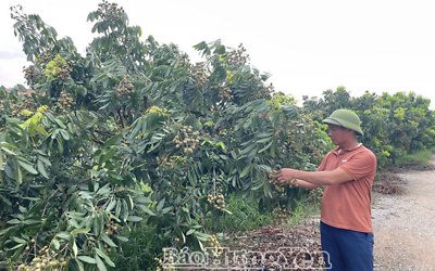 Hợp tác xã sản xuất, kinh doanh nhãn đặc sản Hiệp Cường thành công từ hướng đi đúng