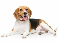 Chó Beagle – Giống Chó Săn Thỏ Được Ưa Chuộng Nhất Việt Nam 