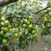 Giống cây táo Thái Lan