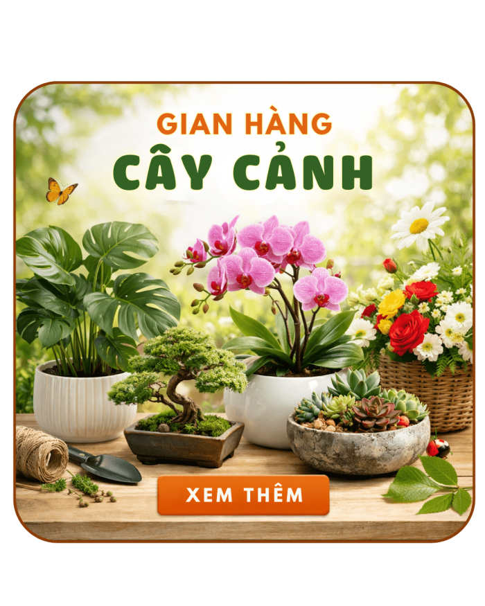 Hoa, Cây cảnh, Cây CT