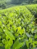 Chè Xanh Organic Trà tôm nõn Green Tea Organic   High Quality (Premium one-bud, one-leaf tea)