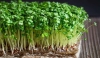 Rau Mầm