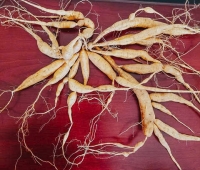 CỦ SÂM NAM NÚI DÀNH TƯƠI