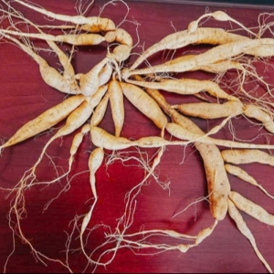 CỦ SÂM NAM NÚI DÀNH TƯƠI