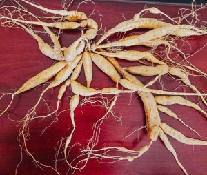 CỦ SÂM NAM NÚI DÀNH TƯƠI