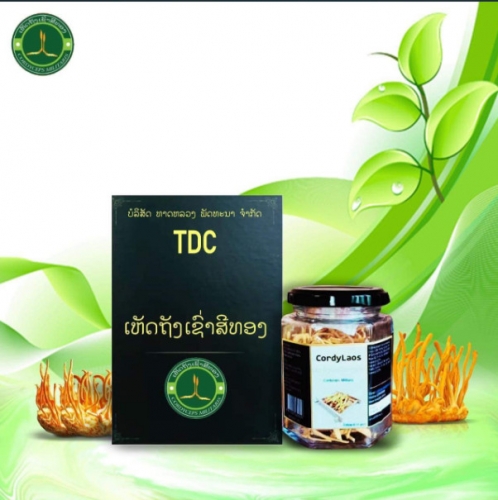 Đông trùng hạ thảo khô CORDY LANEXANG PLUS cao cấp - VIVINA cam kết chất lượng VIP nhất VN, hàm lượng kiểm định 180mg-1.6/100g.