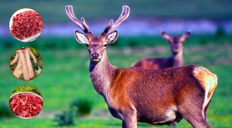NHUNG HƯƠU SƠN DIỆM - TINH HOA NÚI RỪNG HƯƠNG SƠN