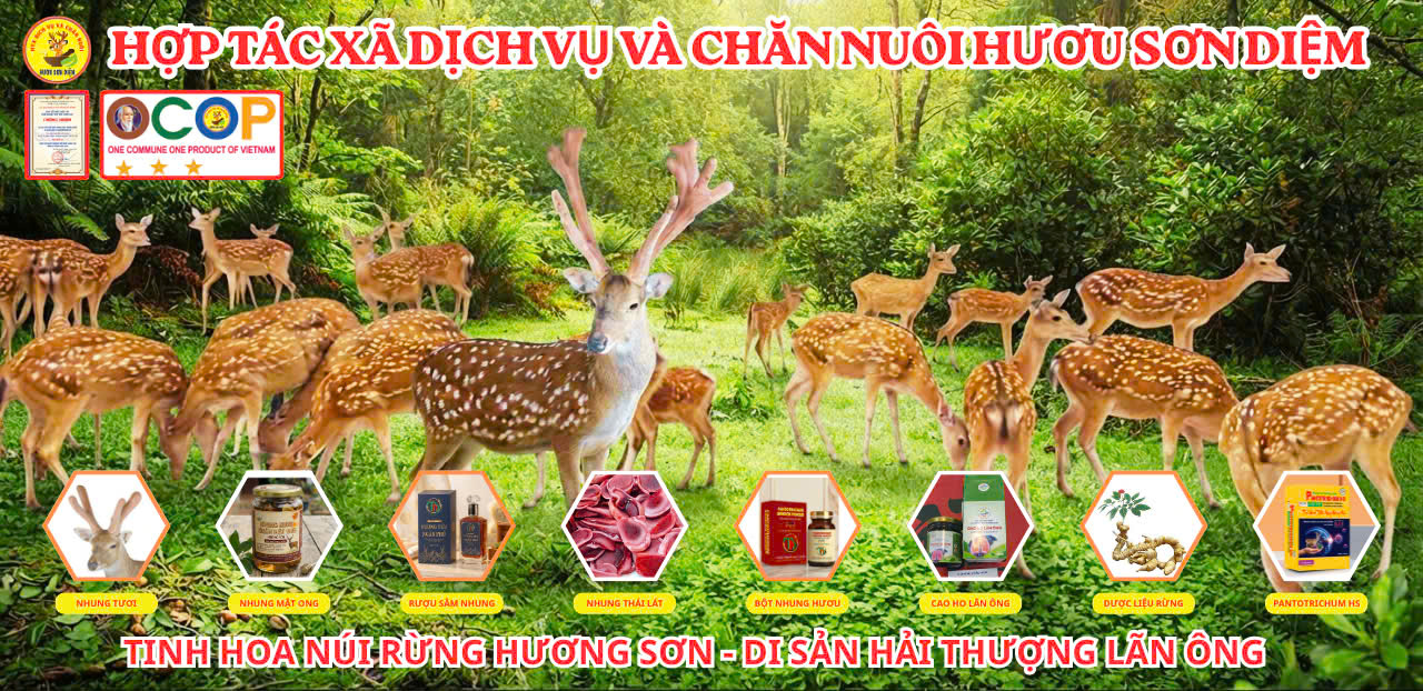 NHUNG HƯƠU SƠN DIỆM - TINH HOA NÚI RỪNG HƯƠNG SƠN