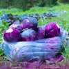 Bắp Cải Tím (Sú Tím) Hữu Cơ