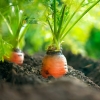 Cà Rốt Hữu Cơ