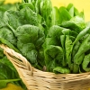 Cải Bó Xôi Hữu Cơ