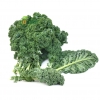 Cải Kale (Cải Xoăn) Hữu Cơ