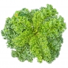 Cải Kale (Cải Xoăn) Hữu Cơ