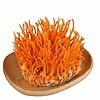 Đông Trùng Hạ Thảo 50g – HTX chè Hảo Đạt