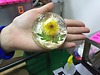 Xà bông Amino Hoa Cúc ( Chrysanthemum ) Tha Von  thỏi 95 gam